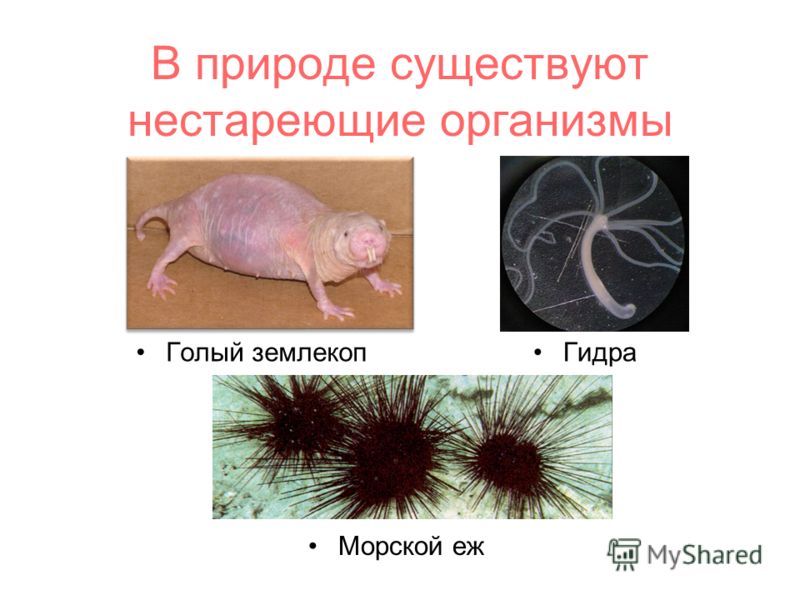 Вход в кракен даркнет